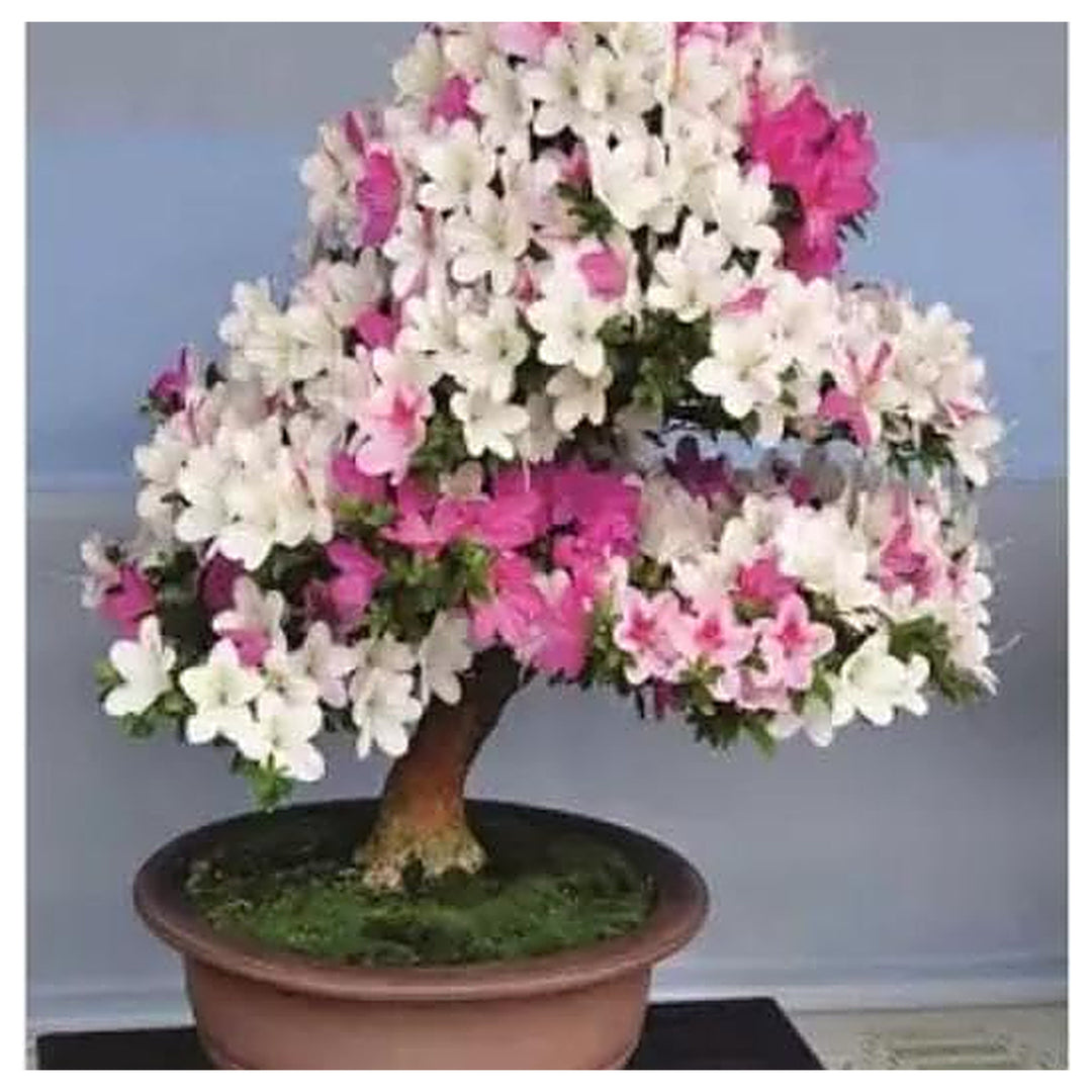 Mixed Simsii Bonsai Flower Seeds – Heirloom Non-GMO Seeds for Garden Planting | Neera Seeds product photo [neera-v4-58356ac1c94ce7c418c6]