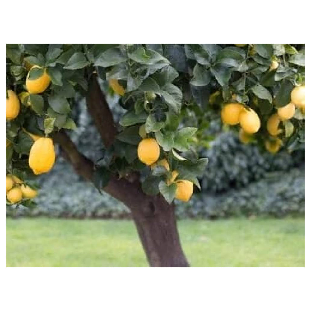 Cabernet Sauvignon Grape Bush Seeds for Planting – Heirloom, Non-GMO, High Germination, Organic Garden Seeds | Neera Seeds product photo [neera-v4-583e1264b4a855873437]
