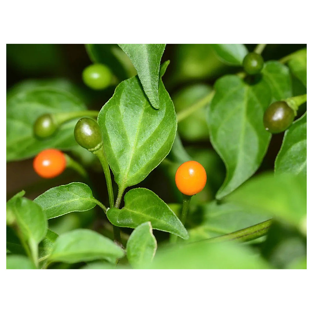 Chilitepin Pepper Seeds for Planting - Heirloom, Non-GMO, High Germination, Organic Garden Seeds | Neera Seeds product photo [neera-v4-5855f56dac5526aee8c6]
