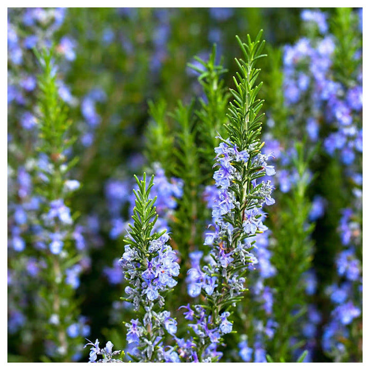Tuscan Blue Rosemary Herb Seeds – Heirloom, Non-GMO, High Germination Organic Garden Seeds for Planting | Neera Seeds product photo [neera-v4-586359c22c3d98f680be]