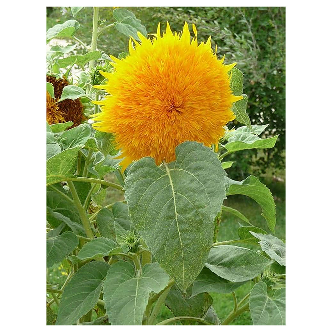 Double Dandy Sunflower Flower Seeds Home Garden Planting, Colorful Organic Blooming Collection | Neera Seeds product photo [neera-v4-586a4b3fbef32ad0ba23]
