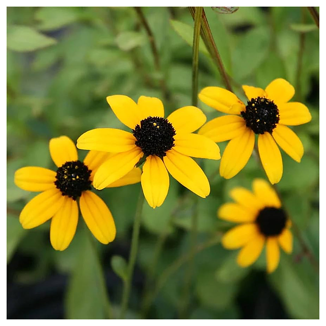 Yellow Rudbeckia Triloba Flower Seeds – Heirloom, Non-GMO Wildflower Seeds for Planting, High Germination Organic G | Neera Seeds product photo [neera-v4-58701cf990c16ea44c74]