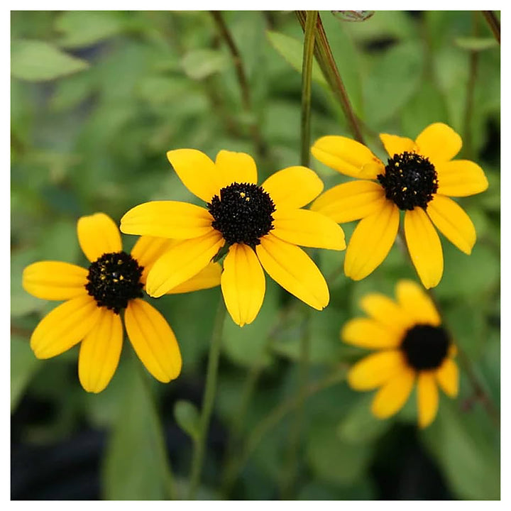 Yellow Rudbeckia Triloba Flower Seeds – Heirloom, Non-GMO Wildflower Seeds for Planting, High Germination Organic G | Neera Seeds product photo [neera-v4-58701cf990c16ea44c74]