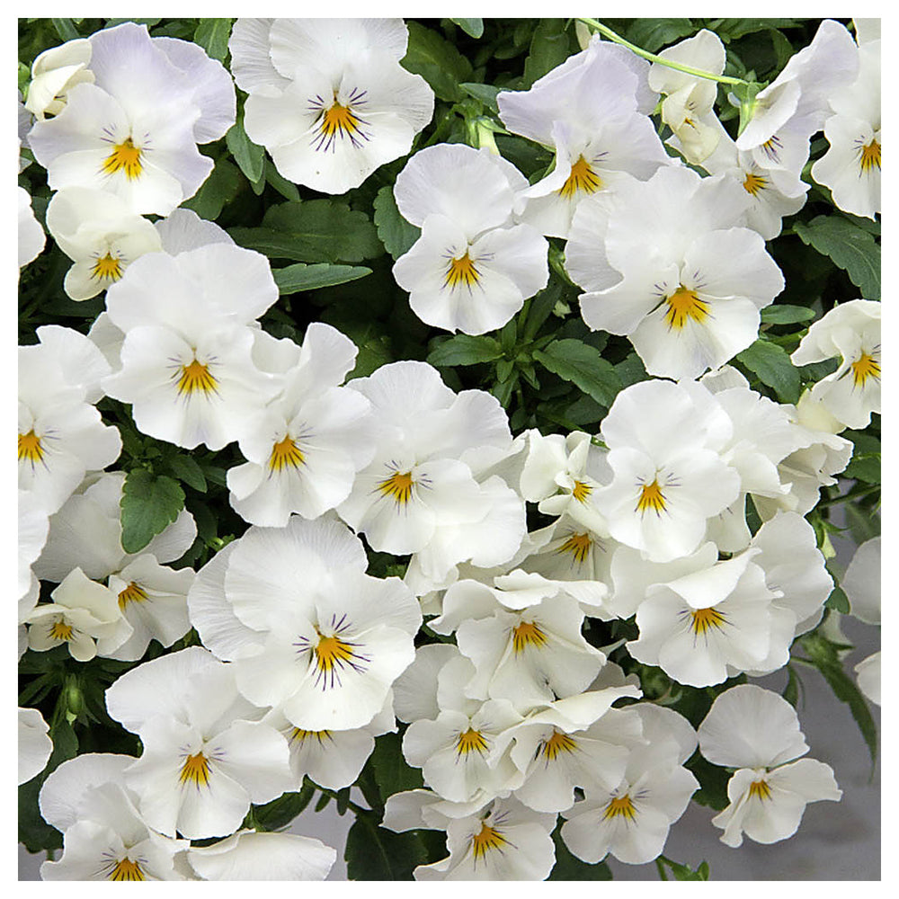 Heirloom White Pansy Flower Seeds for Planting, Non-GMO, Organic, Fresh and Vibrant Blooms | Neera Seeds product photo [neera-v4-58944a1f84c42f317557]