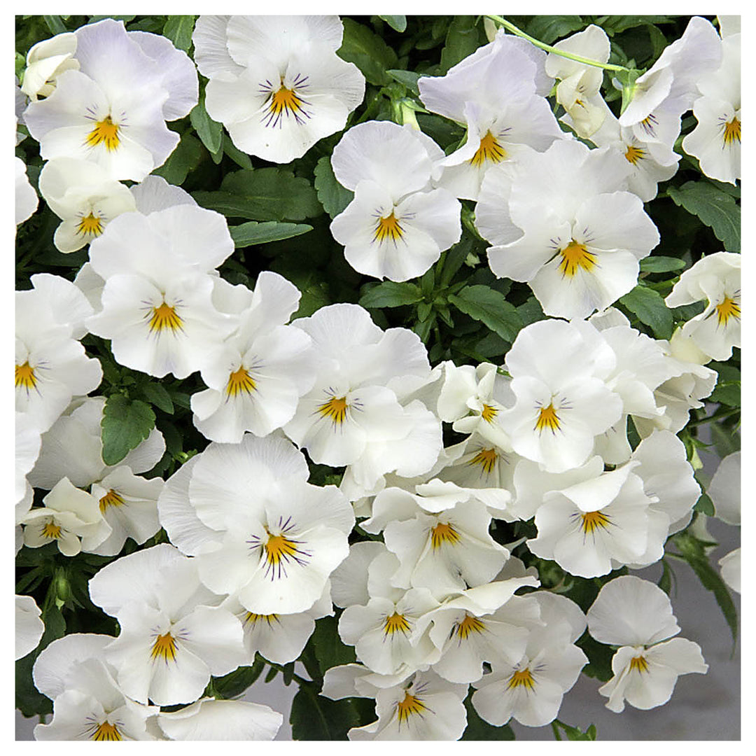 Heirloom White Pansy Flower Seeds for Planting, Non-GMO, Organic, Fresh and Vibrant Blooms | Neera Seeds product photo [neera-v4-58944a1f84c42f317557]