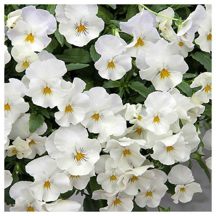 Heirloom White Pansy Flower Seeds for Planting, Non-GMO, Organic, Fresh and Vibrant Blooms | Neera Seeds product photo [neera-v4-58944a1f84c42f317557]
