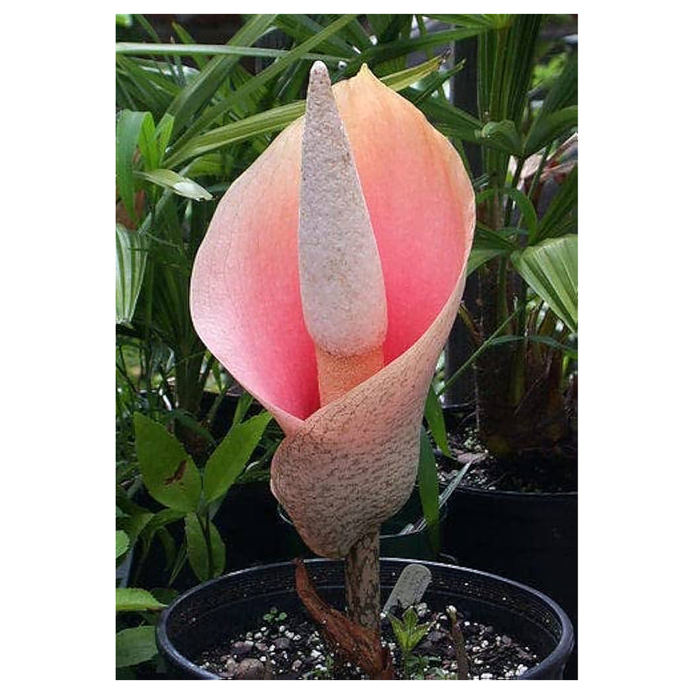 Heirloom Non-GMO Voodoo Lily Plant Seeds for Planting – Exotic Unique Flower Seeds, High Germination | Neera Seeds product photo [neera-v4-58a63b164e22b69ded20]