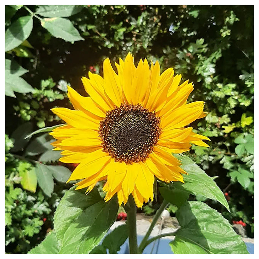 Skyscraper Sunflower Seeds – Heirloom, Non-GMO, High Germination Organic Garden Flower Seeds for Planting | Neera Seeds product photo [neera-v4-58b8470dab38fa5613f9]