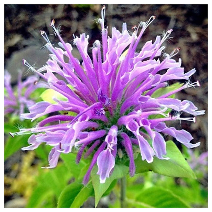 Purple Bee Balm / Bergamot (Monarda fistulosa) Flower Seeds for Planting - Heirloom garden seeds | Neera Seeds product photo [neera-v4-58b9025494830161dae6]
