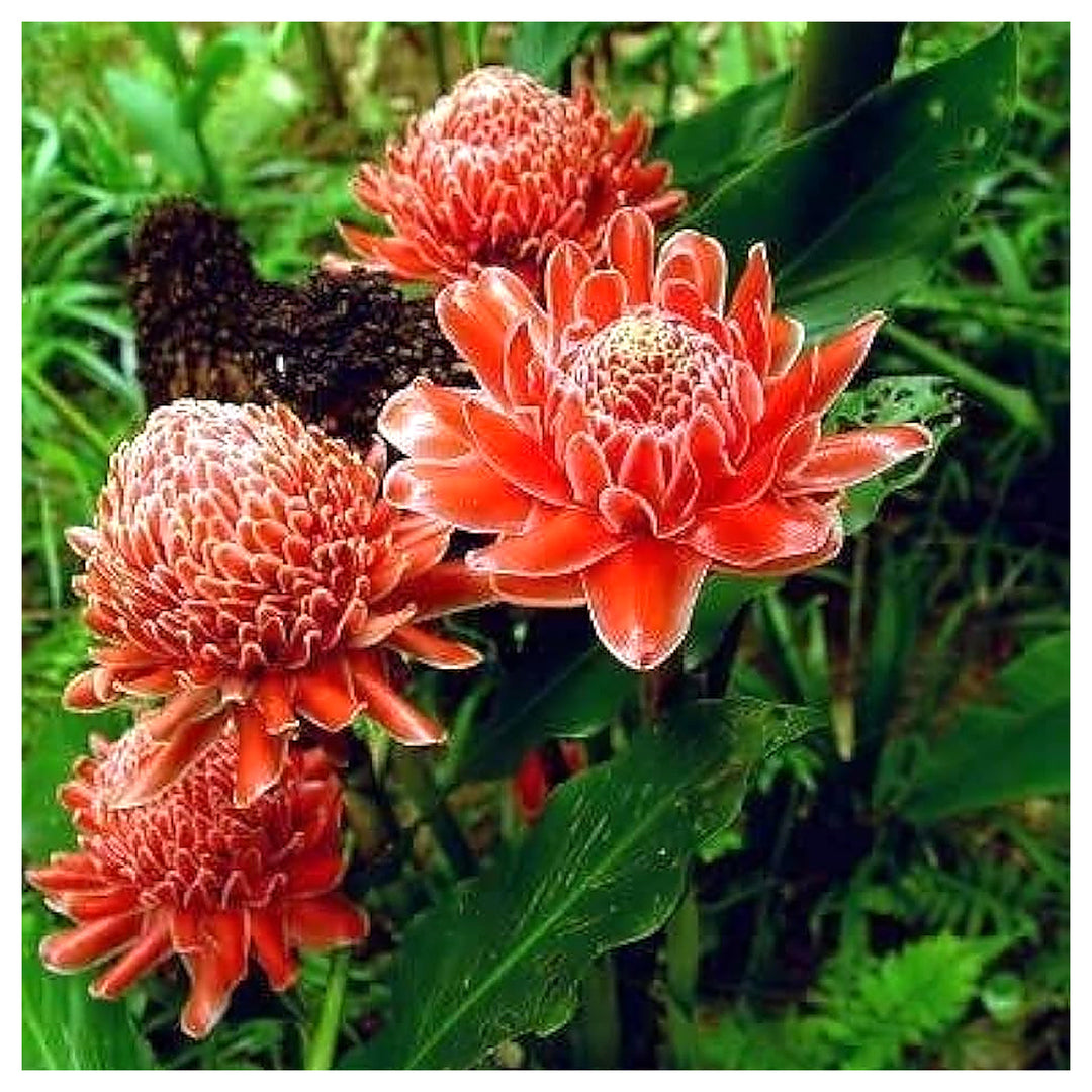 Heirloom Non-GMO Ginger Flower Seeds – Rare Exotic Blooms for Garden Planting | High Germination Organic Seeds | Neera Seeds product photo [neera-v4-58bacf0fa6a075a00057]
