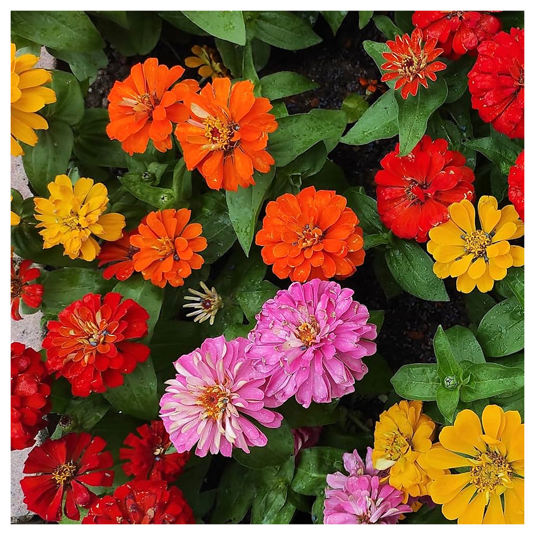 Zinnia Elegans Flower Seeds – Mixed Colors, Heirloom &amp; Non-GMO Seeds for Garden Planting | Neera Seeds product photo [neera-v4-58bb96ef70361cee7218]