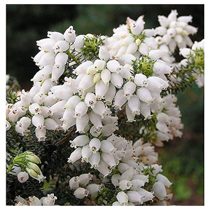 Heirloom Kinlochruel Heather Seeds - Non-GMO, High Germination Organic Flowering Shrub Garden Seeds for Planting | Neera Seeds product photo [neera-v4-58be2a45892fd8d37921]