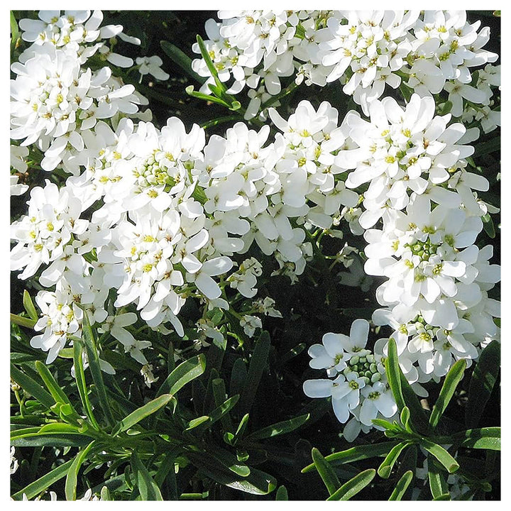 Heirloom White Candytuft Snow Flower Seeds, Non-GMO Ground Cover Blooms for Planting | Neera Seeds product photo [neera-v4-58da9f09f80bf2992e61]