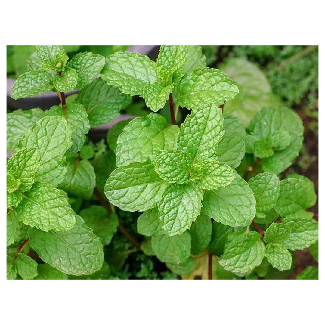 Mint Spearmint Seeds for Planting – Heirloom, Non-GMO Culinary & Medicinal Herb for Tea, Cooking & Aromatic Gardens | Neera Seeds product photo [neera-v4-58e6f7f58dbaff75ec18]