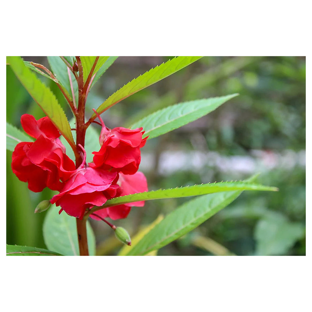 Heirloom Non-GMO Impatiens Carousel Flower Seeds for Planting – Colorful Shade-Loving Garden Blooms | Neera Seeds product photo [neera-v4-58eb161f163fc67e39d8]