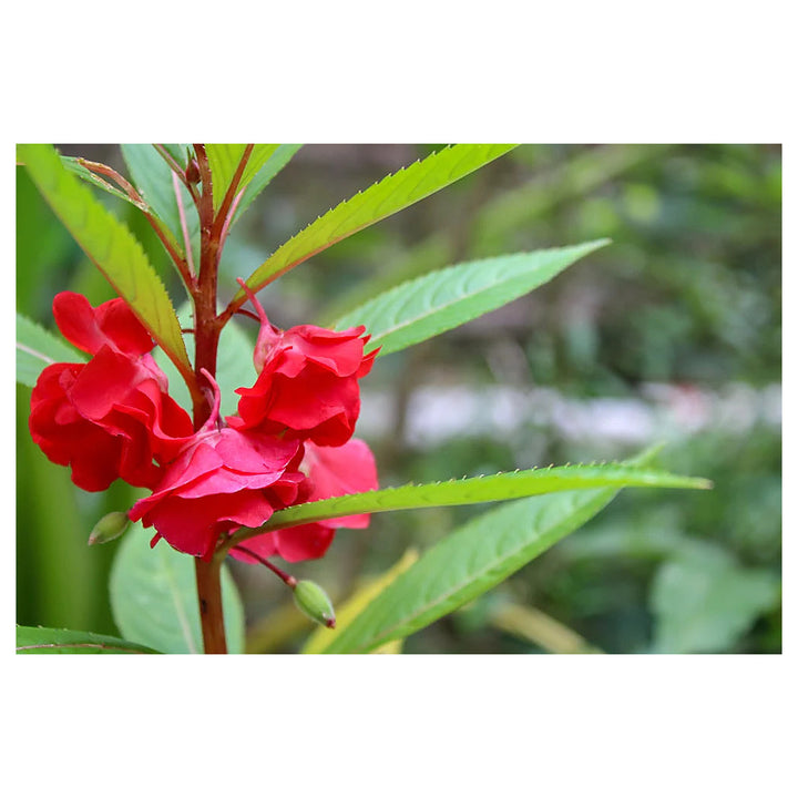 Heirloom Non-GMO Impatiens Carousel Flower Seeds for Planting – Colorful Shade-Loving Garden Blooms | Neera Seeds product photo [neera-v4-58eb161f163fc67e39d8]