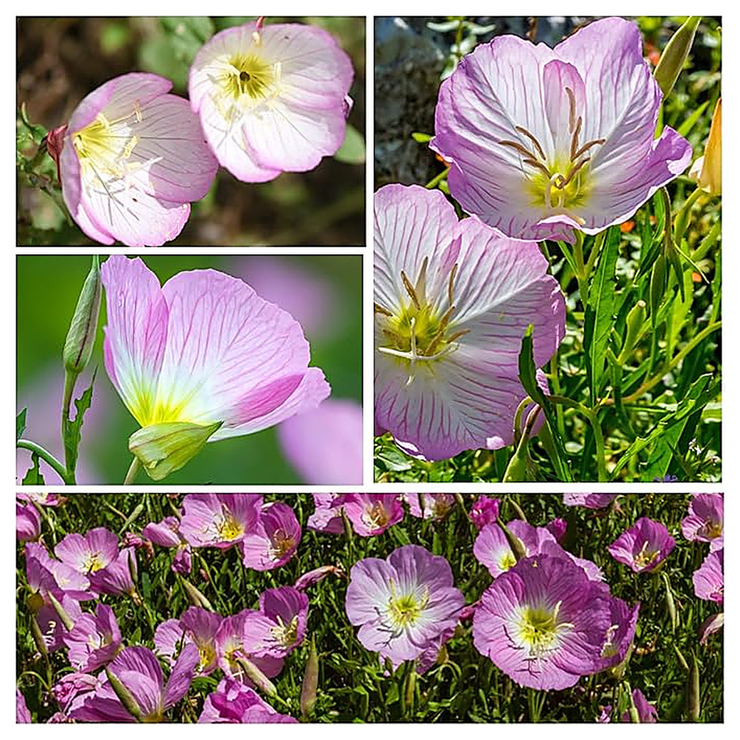 Showy Evening Primrose Planting Flower Seeds Home Garden Planting, Premium Organic Blooming | Neera Seeds product photo [neera-v4-5907d1389e327e5eee9f]