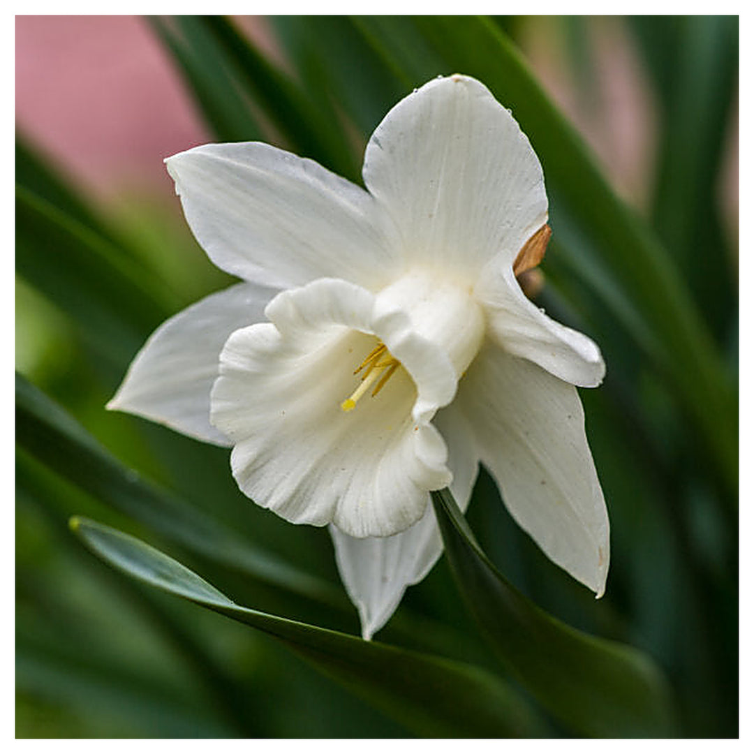 White Daffodil Flower Seeds for Planting – 100 Pcs, Heirloom, Non-GMO, High Germination Organic Garden Seeds | Neera Seeds product photo [neera-v4-59136c6975b08688948c]