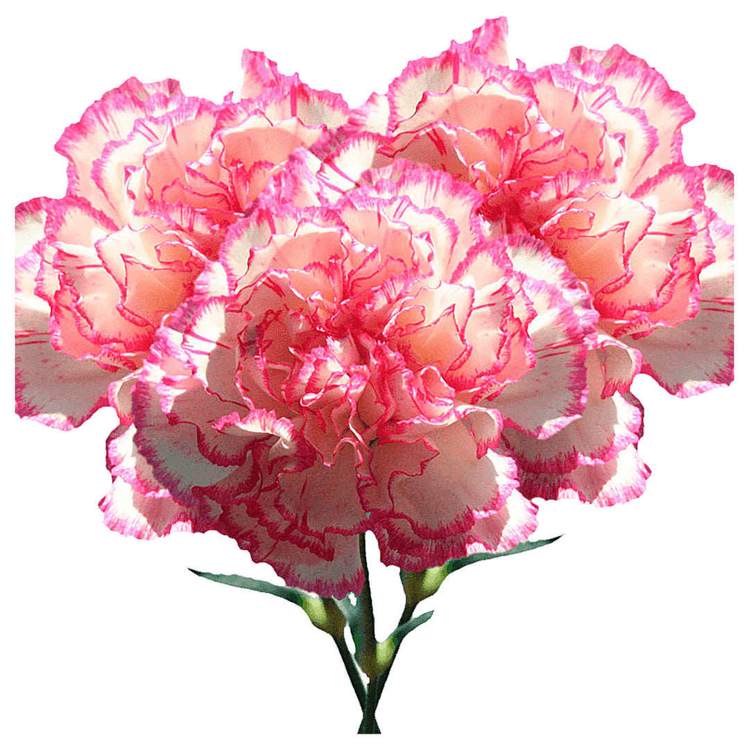 Heirloom Non-GMO Pink White Carnation Flower Seeds with Charming Color | Neera Seeds product photo [neera-v4-5914ce6609178fc2fcfa]