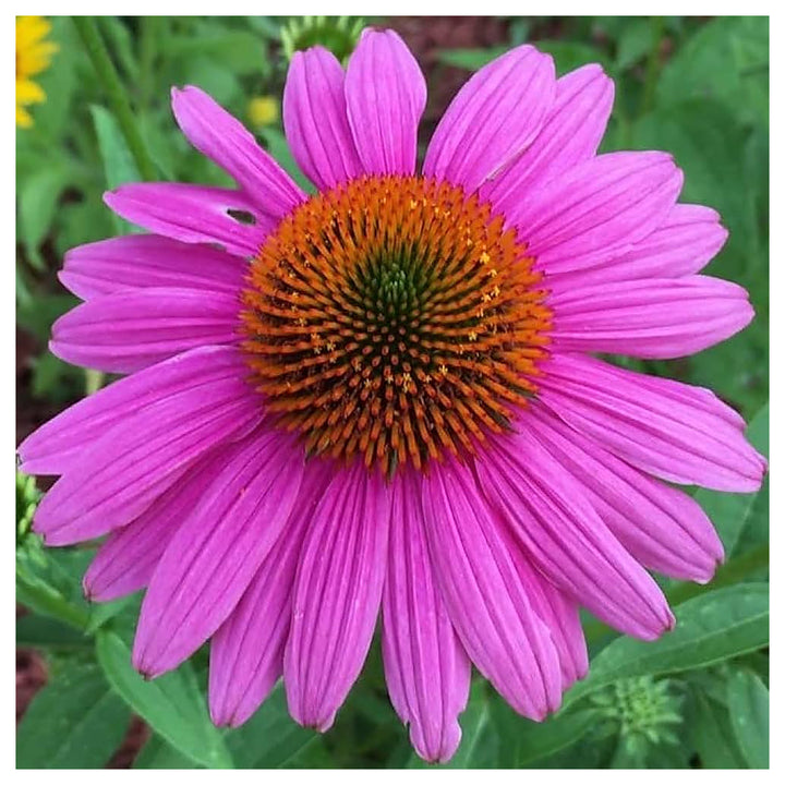 Indian Coneflower Garden Planting Flower Seeds Home Garden Planting, Lush Organic Blooming | Neera Seeds product photo [neera-v4-591841e9fa14aae24920]