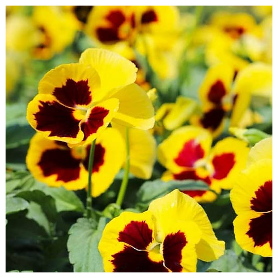 Yellow Blue Red Pansy Flower Colorful Garden Bright Flower Seeds Home Garden Planting, | Neera Seeds product photo [neera-v4-59193ced07117e79da20]