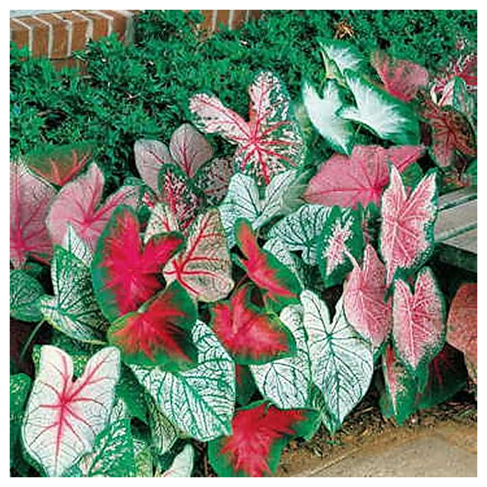Heirloom Caladium Bicolor Green Mix Flower Seeds – Non-GMO, High Germination Organic Ornamental Seeds for Planting | Neera Seeds product photo [neera-v4-591d883c53cdebd8c47f]