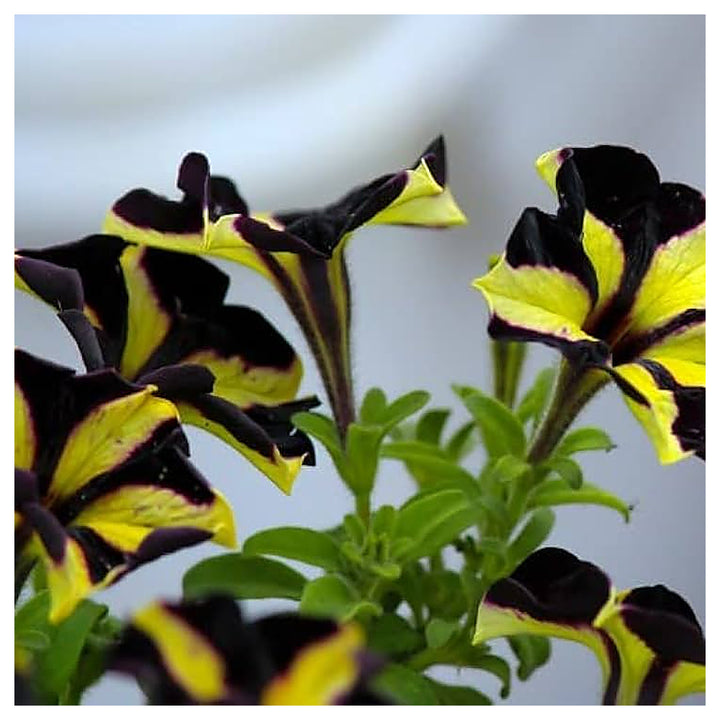 Chocolate Petunia Flower Seeds for Planting – Heirloom Non-GMO | High Germination Organic Garden Seeds | Neera Seeds product photo [neera-v4-5924fc30901871cbad37]