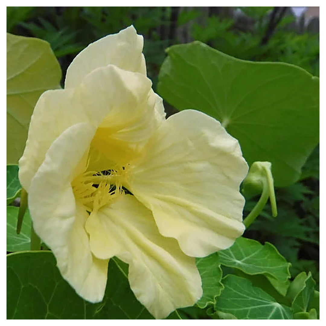 Heirloom Non-GMO Cream Nasturtium Flower Seeds for Garden Planting – Edible Decorative Blooms | Neera Seeds product photo [neera-v4-592d411882ace17b0d50]
