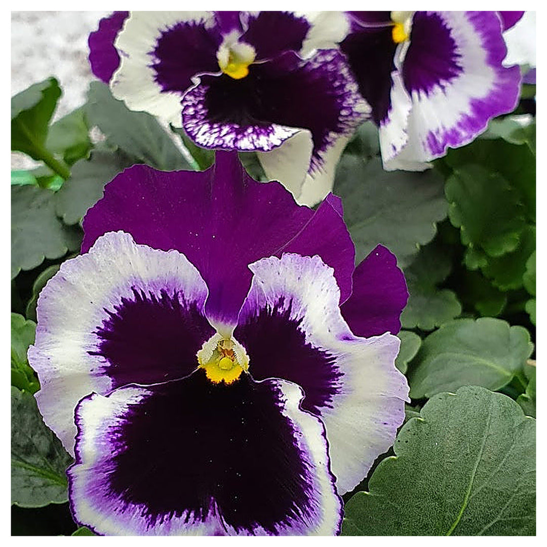 Purple White Pansy Seeds for Planting | Heirloom, Non-GMO, Organic Charming Blooms | Neera Seeds product photo [neera-v4-5934081b69ab44d184b2]
