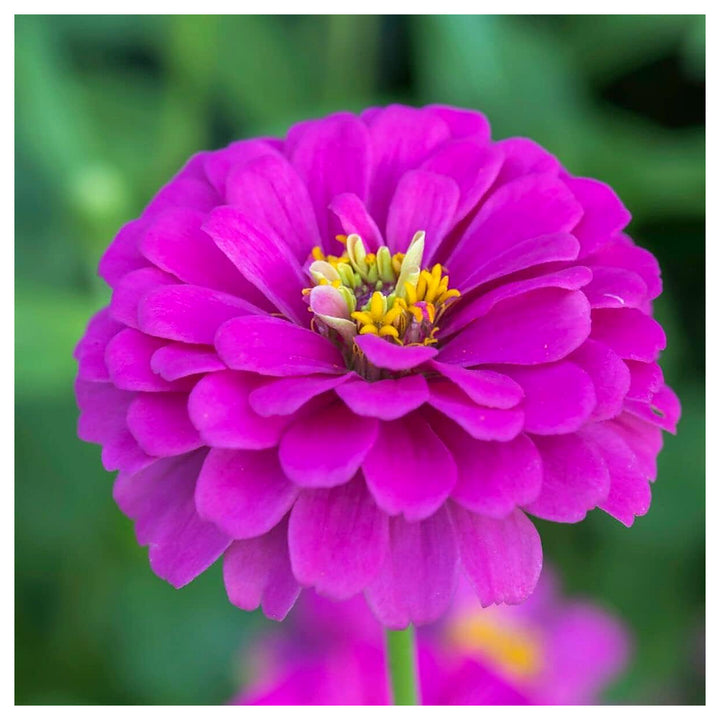 Violet Zinnia Flower Seeds for Planting – Heirloom, Non-GMO, Colorful Garden Blooms | Neera Seeds product photo [neera-v4-59393c99e72fdce64a02]