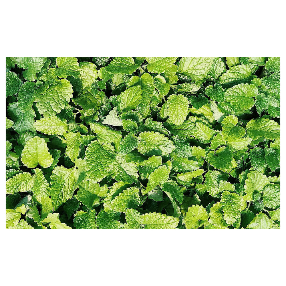 Spearmint Vegetable Seeds for Planting | Heirloom, Non-GMO, High Germination Organic Garden Seeds | Neera Seeds product photo [neera-v4-593d7f23be9f2fac8fb9]