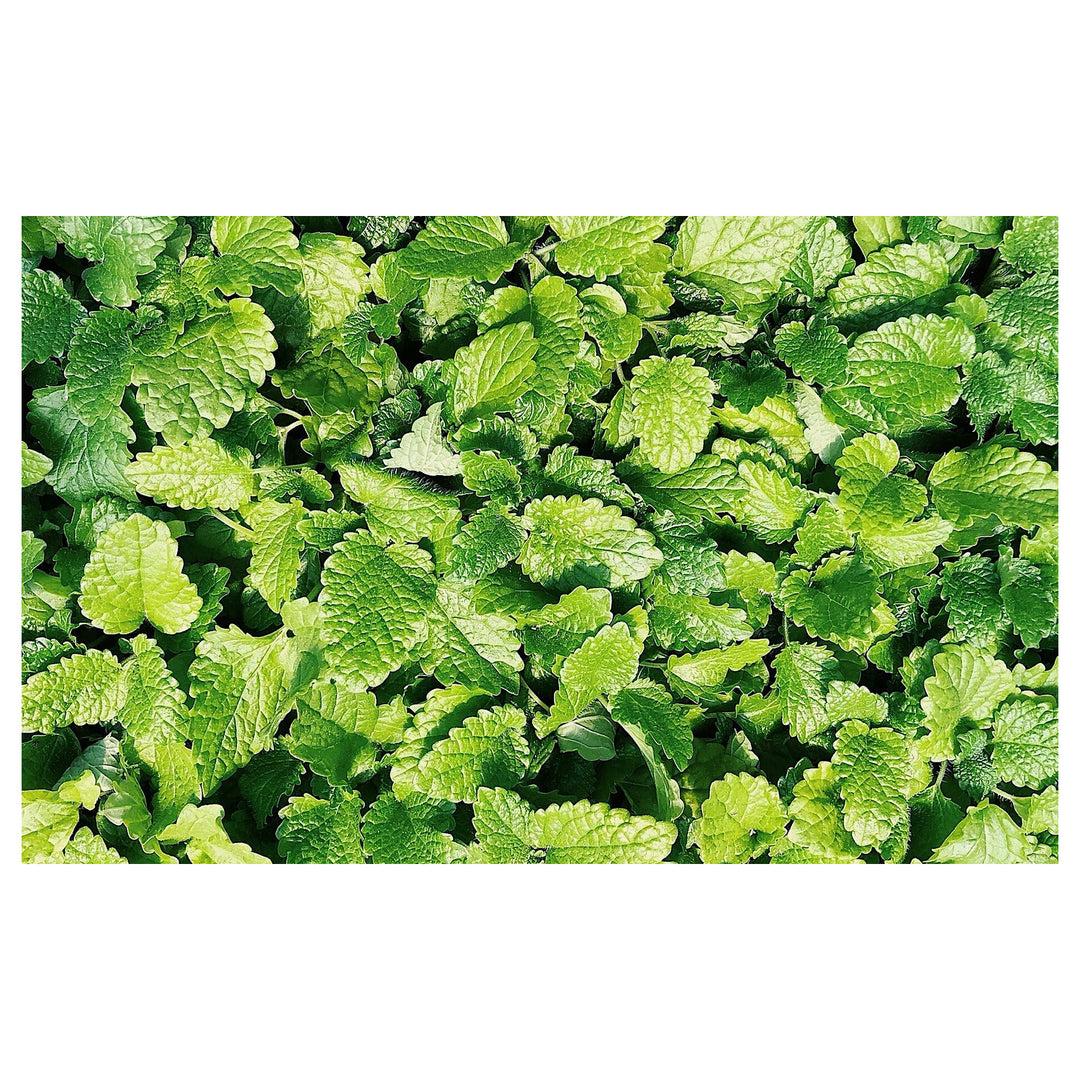Spearmint Vegetable Seeds for Planting | Heirloom, Non-GMO, High Germination Organic Garden Seeds | Neera Seeds product photo [neera-v4-593d7f23be9f2fac8fb9]