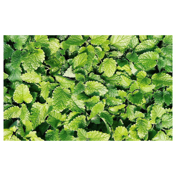 Spearmint Vegetable Seeds for Planting | Heirloom, Non-GMO, High Germination Organic Garden Seeds | Neera Seeds product photo [neera-v4-593d7f23be9f2fac8fb9]