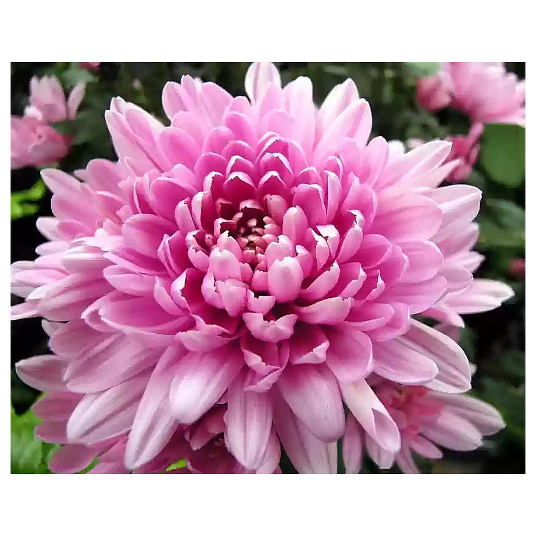 Heirloom Rare Pink Chrysanthemum Flower Seeds – Non‑GMO Ornamental Seeds | Neera Seeds product photo [neera-v4-594ed5a2e045d9a8853d]