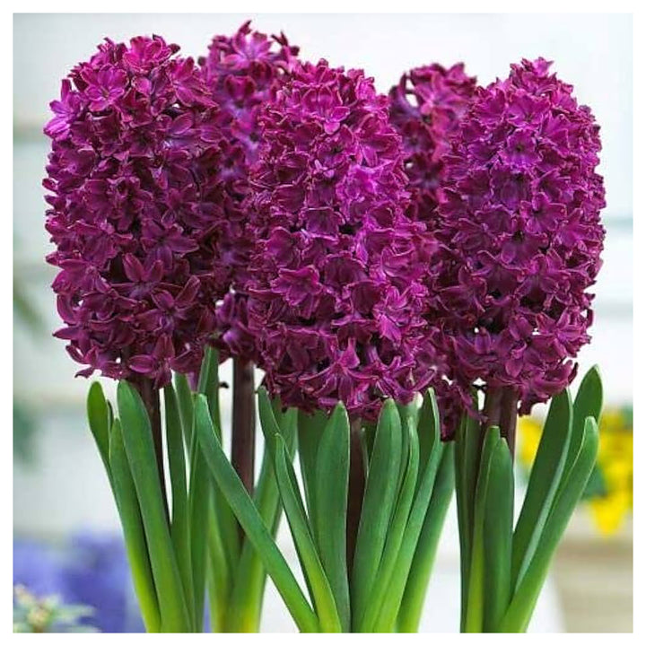 Hyacinth Flower Seeds Burgundy for Planting – Heirloom Non-GMO High Germination Organic Garden Seeds | Neera Seeds product photo [neera-v4-5957720056532f62daee]