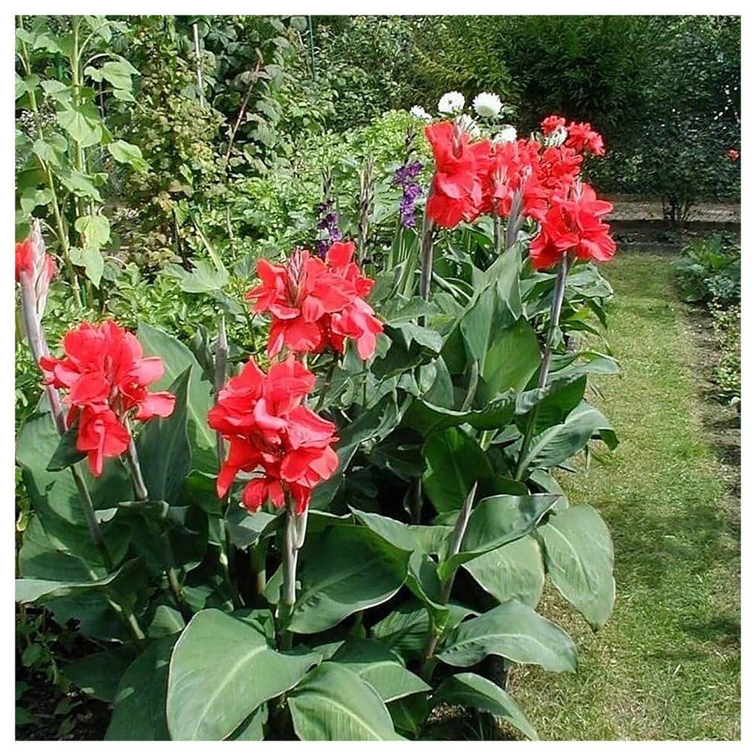 Canna Flower Seeds for Planting – Vibrant Tropical Blooms for Garden & Landscape | Neera Seeds product photo [neera-v4-595f3d23e763859f6fb1]