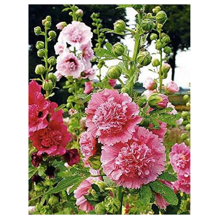 Organic Mixed Danish Hollyhock Flower Seeds – Heirloom Non-GMO Seeds for Planting – High Germination Garden Seeds | Neera Seeds product photo [neera-v4-59667f2171416a0e6209]