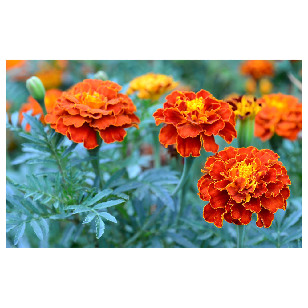 Heirloom Patula Flower Seeds, Non-GMO French Marigold Blooms for Colorful Garden Planting | Neera Seeds product photo [neera-v4-5967d470c787028c8879]