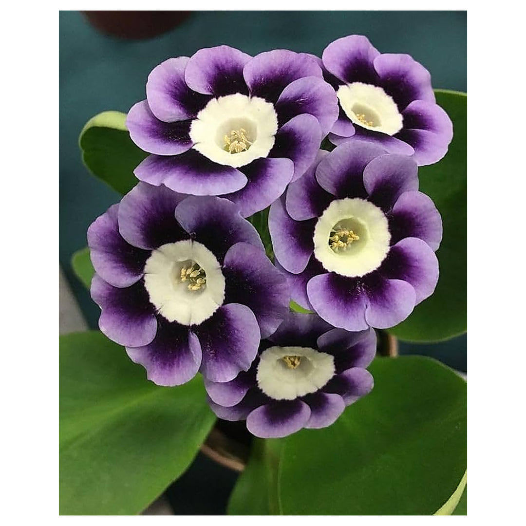 Purple Primrose Flower Seeds – Heirloom Non-GMO Seeds for Planting | High Germination Organic Garden Seeds | Neera Seeds product photo [neera-v4-59787207142b51ef0624]