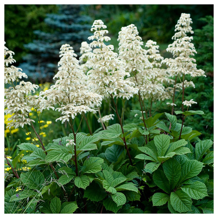 Heirloom Non-GMO Rodgersia Flower Seeds – Ornamental Perennial Flower Seeds for Planting | Neera Seeds product photo [neera-v4-59798806982c3ddc6ff9]