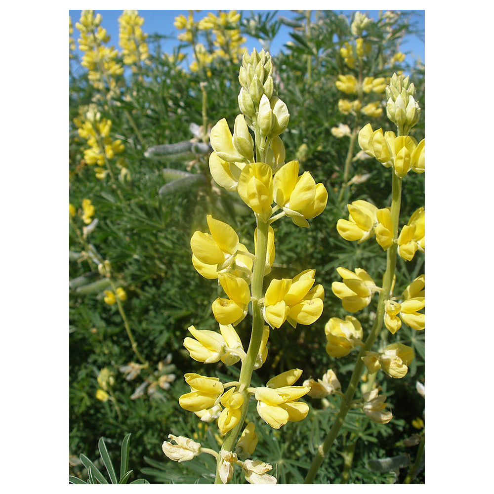 Tree Lupine (Lupinus arboreus) Flower Seeds for Planting – Heirloom, Non-GMO Seeds and Wildflower Gardens | Neera Seeds product photo [neera-v4-5983216a2ab30d2d5b94]