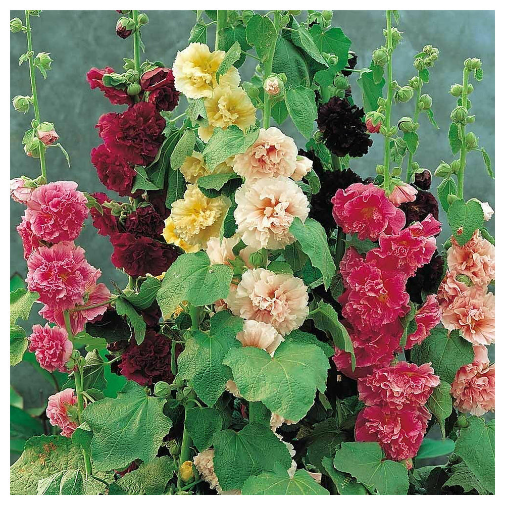 Mallow Alcea Rosea Plant Seeds for Planting Non-GMO Heirloom Garden Seeds for Growing Beautiful Flowers | Neera Seeds product photo [neera-v4-59a0751c70df7f68334c]