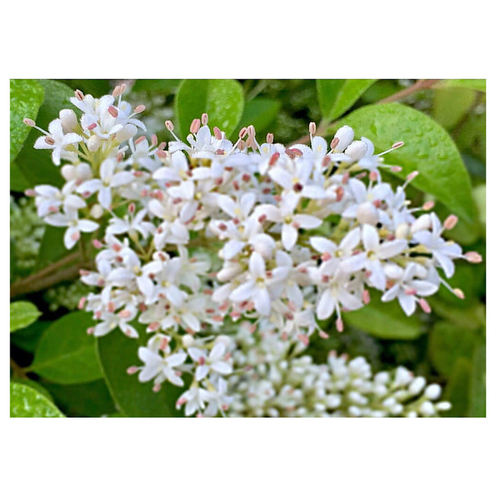 Heirloom Non-GMO White Privet Flower Seeds for Planting – Fragrant Hedges &amp; Organic Garden Blooms | Neera Seeds product photo [neera-v4-59c314d8754b6974d923]