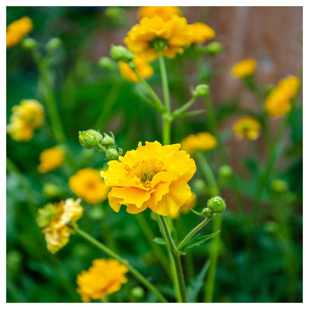 Heirloom Lady Stratheden Flower Seeds, Non-GMO Golden Globe Blooms for Classic Garden Planting | Neera Seeds product photo [neera-v4-59c85d186f4e04fa7012]
