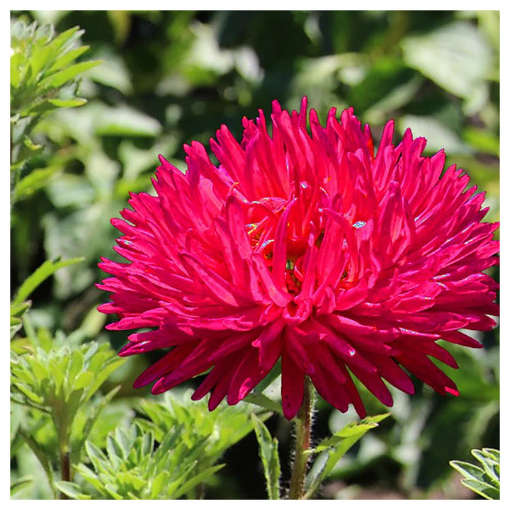 Organic Heirloom Dark Pink Aster Flower Seeds – Non-GMO | High Germination Organic Garden Seeds for Planting | Neera Seeds product photo [neera-v4-59cff7bc7d69c732a1b8]