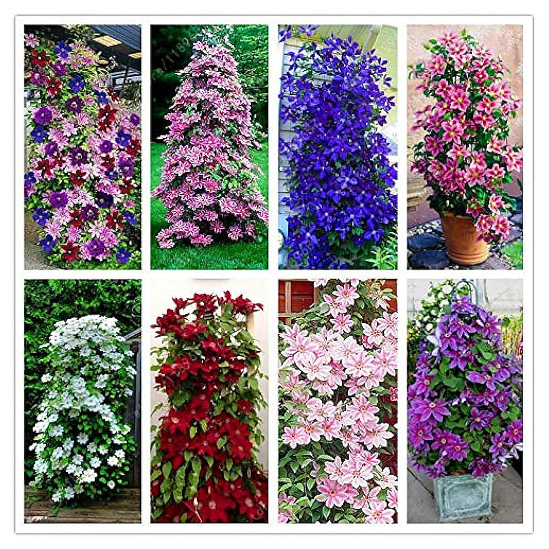 Mixed Colors Clematis Flower Vines Seeds for Planting – Non-GMO Heirloom, High Germination, Perennial Climbing Flow | Neera Seeds product photo [neera-v4-59e63d4107fb9fe5ba3b]