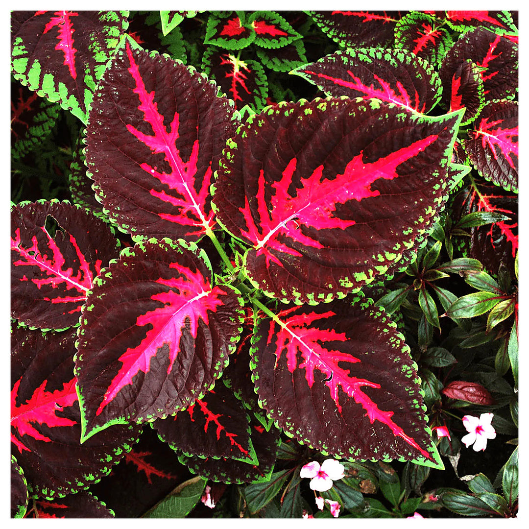Heirloom Burgundy Green Dragon Coleus Flower Seeds for Planting | Non-GMO Organic Garden Seeds | High Germination F | Neera Seeds product photo [neera-v4-59f04d4e3d30028036c9]