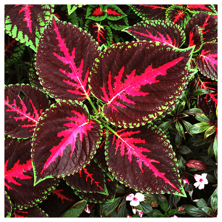 Heirloom Burgundy Green Dragon Coleus Flower Seeds for Planting | Non-GMO Organic Garden Seeds | High Germination F | Neera Seeds product photo [neera-v4-59f04d4e3d30028036c9]
