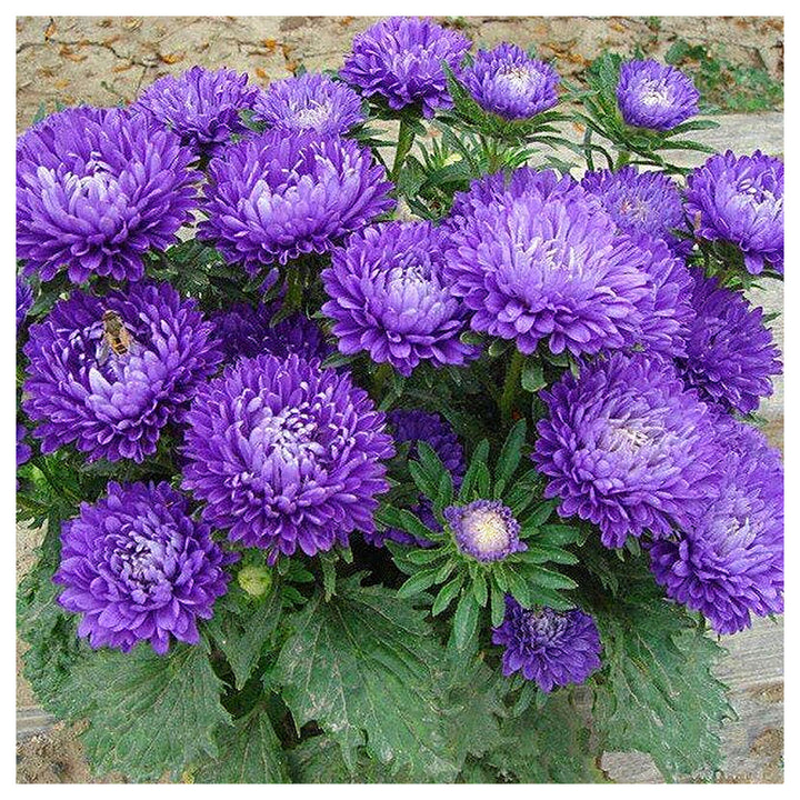 Heirloom Aster Seeds – Non-GMO Flower Seeds for Planting | High Germination Organic Garden Blooms | Neera Seeds product photo [neera-v4-59f5e851b0c06761d133]