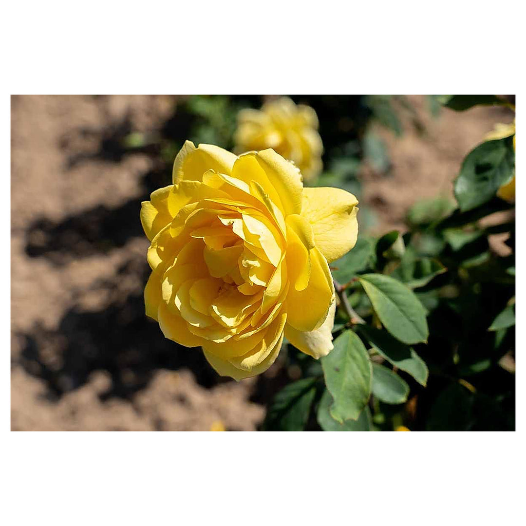 Deep Yellow Rose Plant Seeds for Planting - Non-GMO Heirloom Garden Seeds for Growing | Neera Seeds product photo [neera-v4-59ff24b630d52abbc969]
